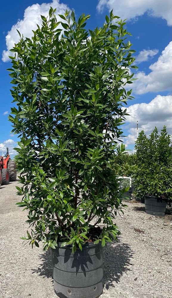 conocarpus-erectus-green-buttonwood