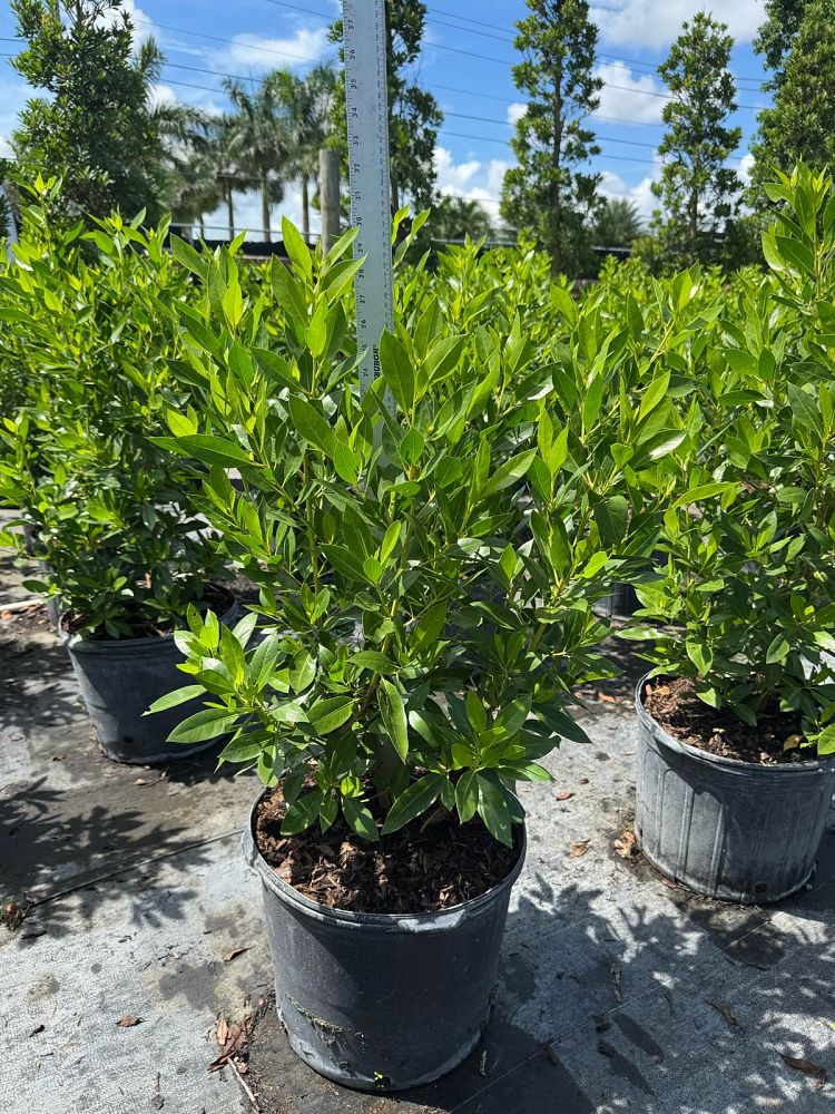 conocarpus-erectus-green-buttonwood