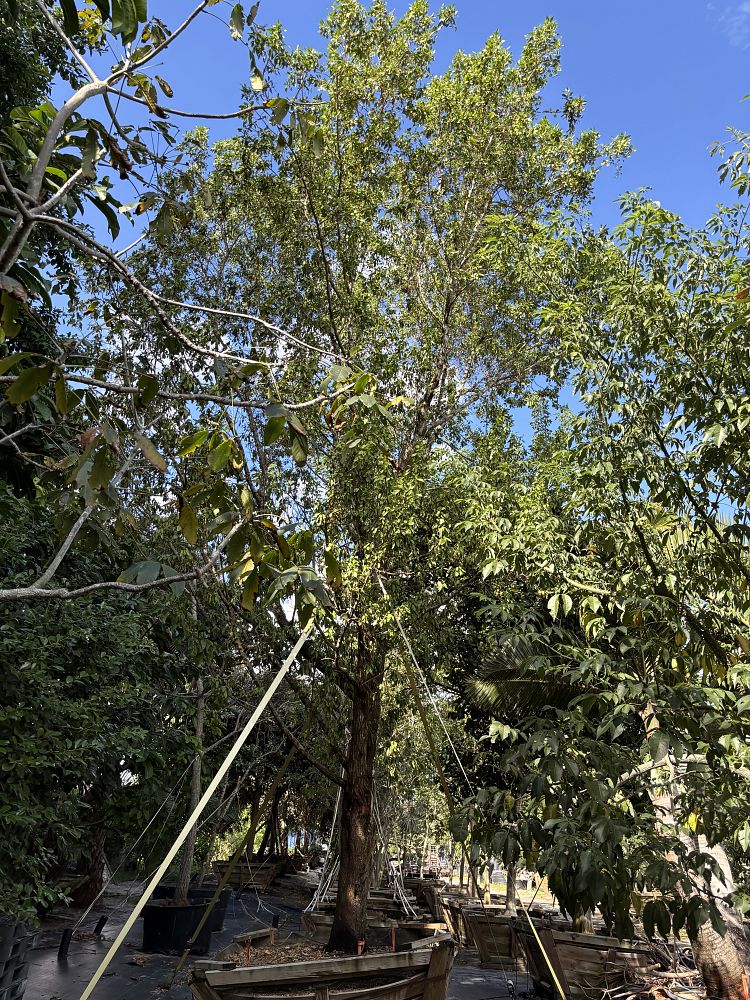 conocarpus-erectus-green-buttonwood