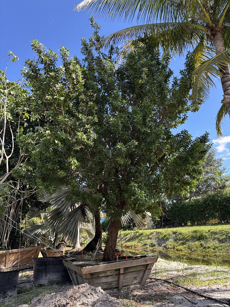 conocarpus-erectus-green-buttonwood