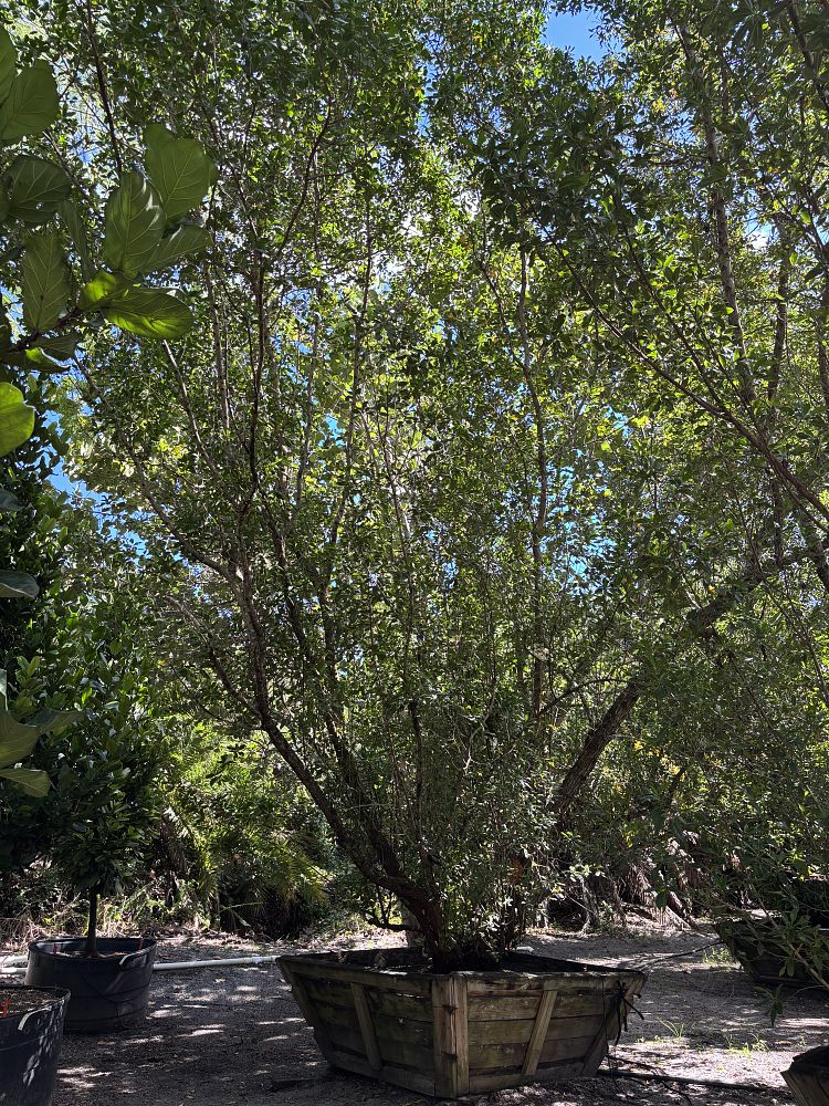 conocarpus-erectus-green-buttonwood