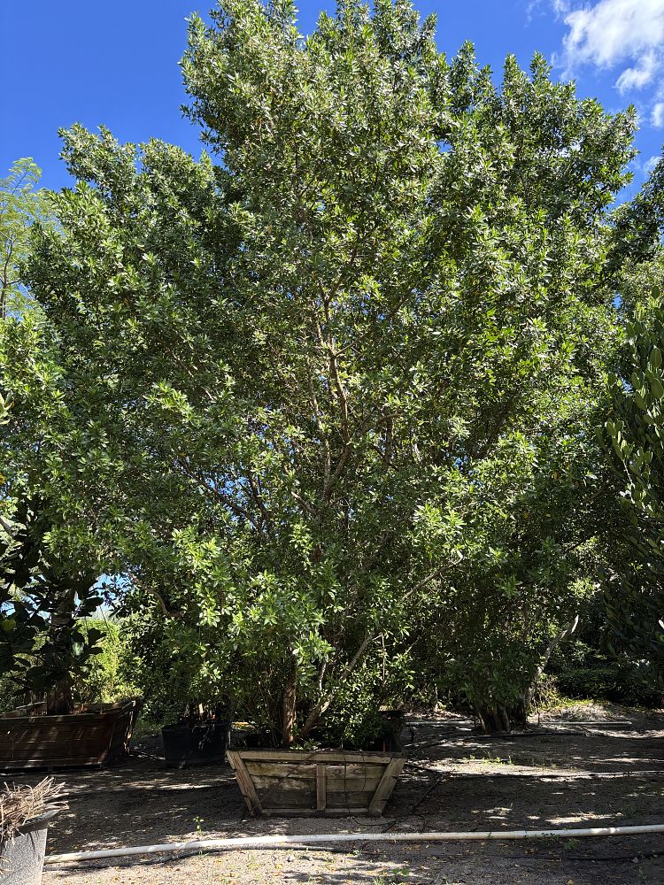 conocarpus-erectus-green-buttonwood