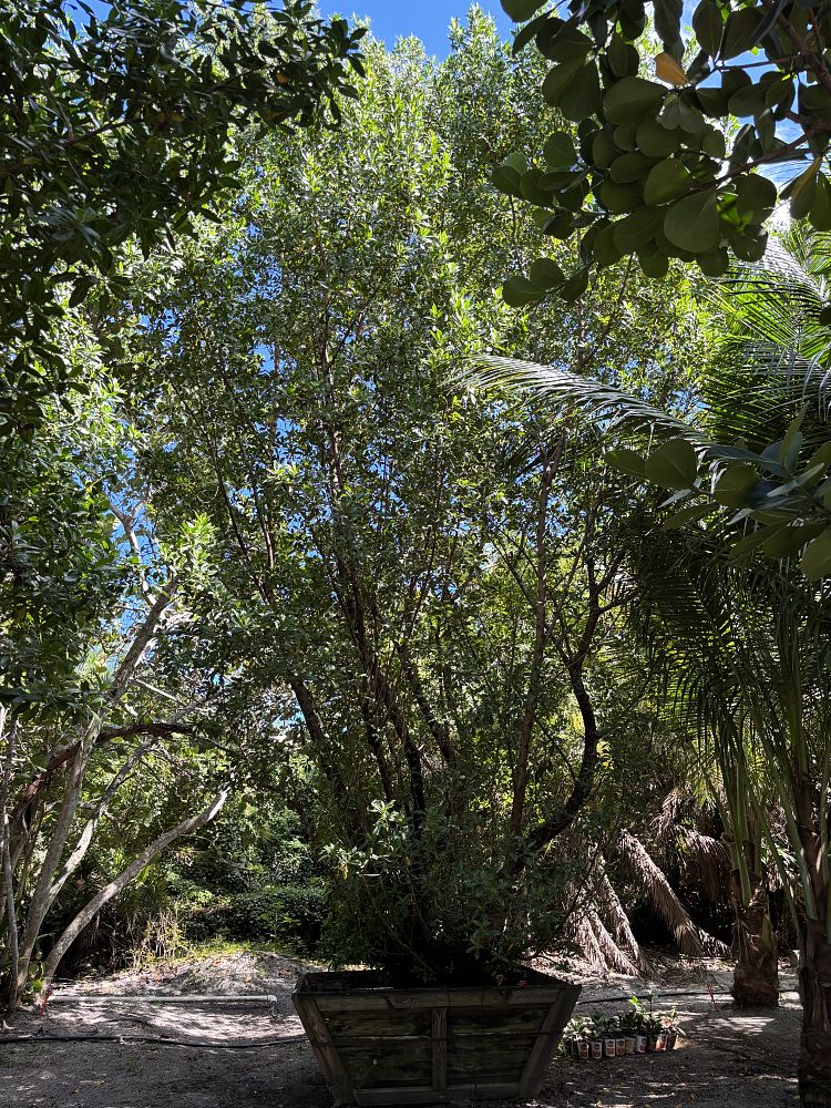 conocarpus-erectus-green-buttonwood