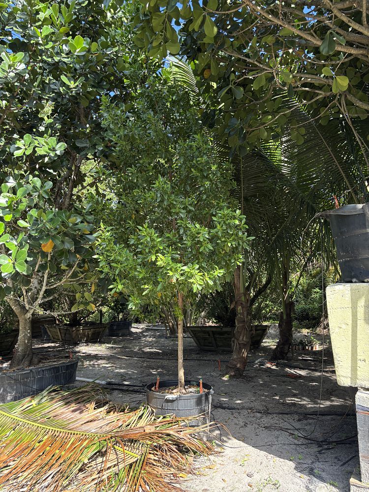 conocarpus-erectus-green-buttonwood