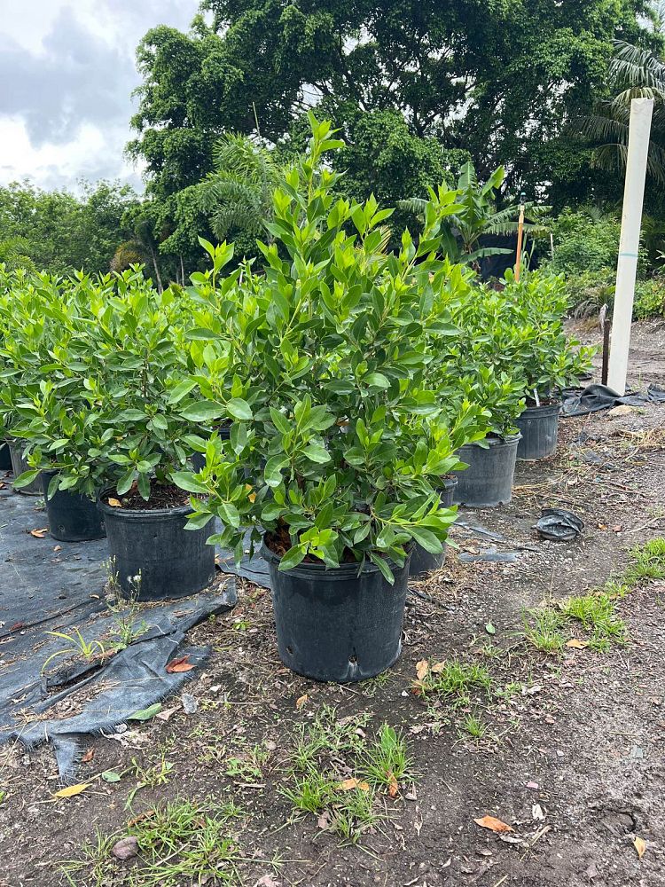 conocarpus-erectus-green-buttonwood