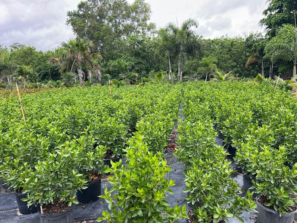 conocarpus-erectus-green-buttonwood