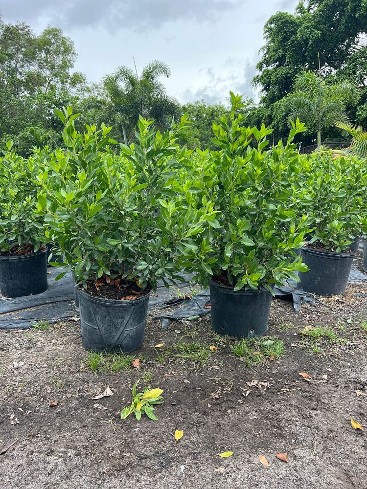 conocarpus-erectus-green-buttonwood