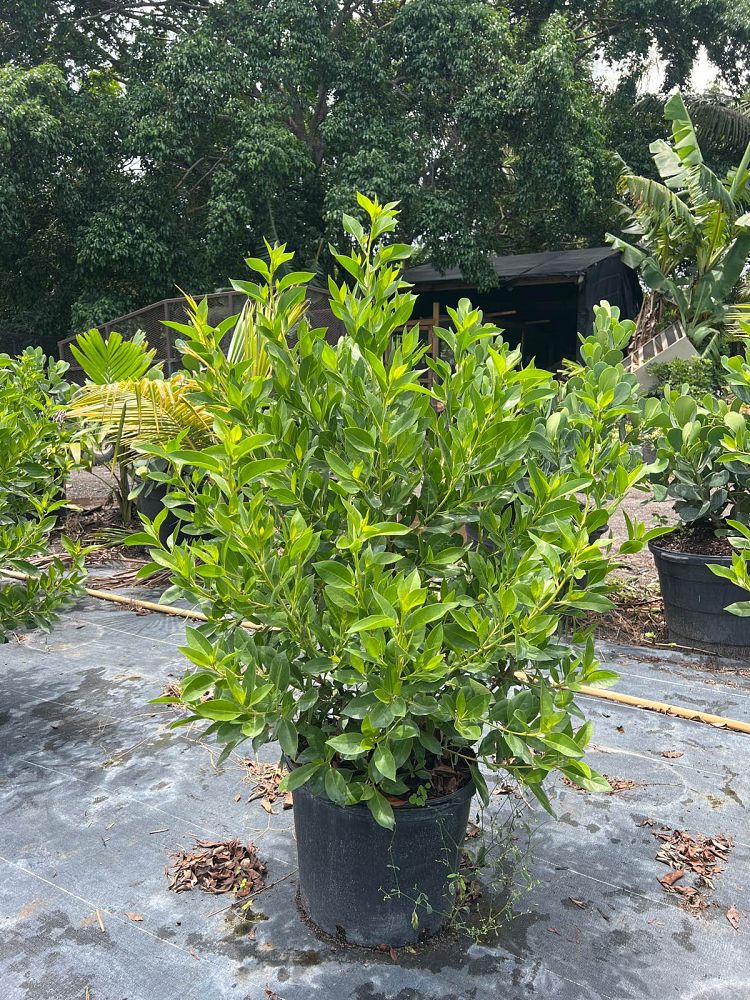 conocarpus-erectus-green-buttonwood
