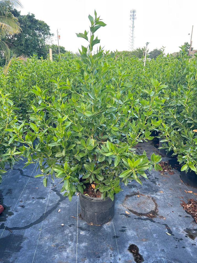 conocarpus-erectus-green-buttonwood