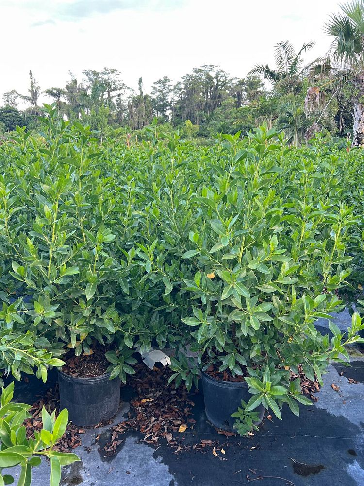 conocarpus-erectus-green-buttonwood