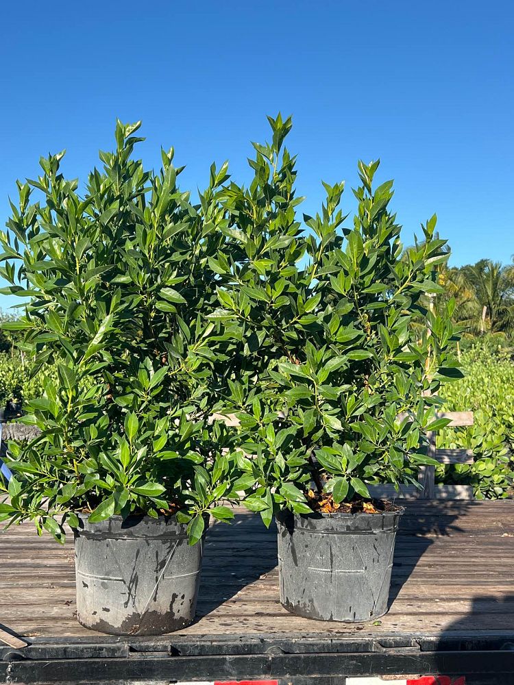 conocarpus-erectus-green-buttonwood