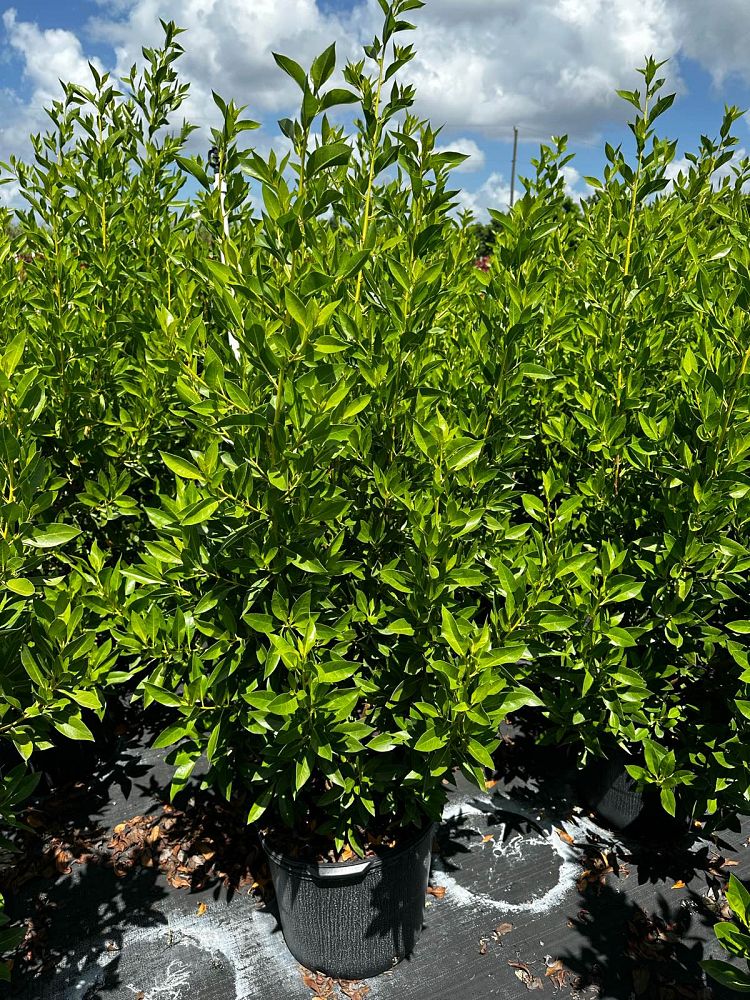 conocarpus-erectus-green-buttonwood