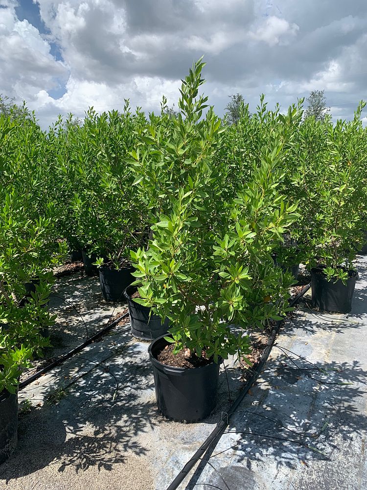 conocarpus-erectus-green-buttonwood