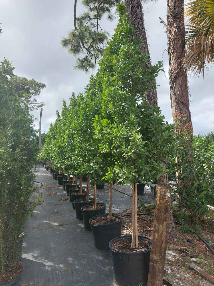 conocarpus-erectus-green-buttonwood