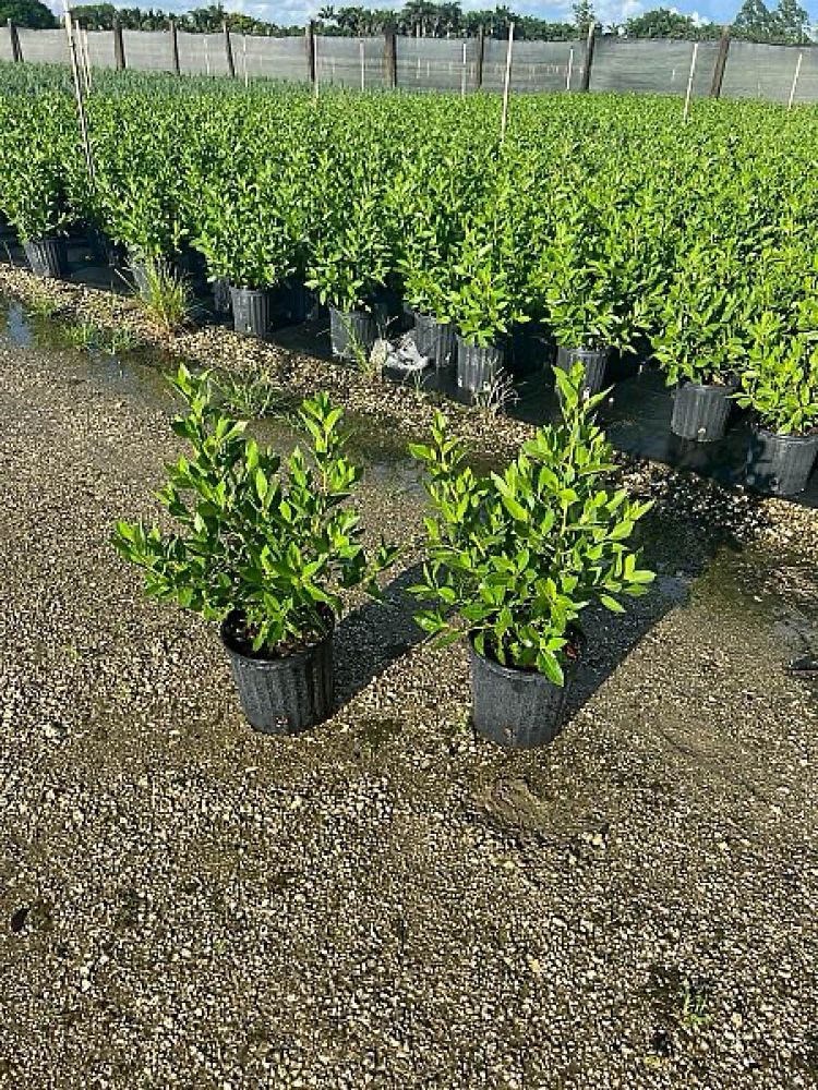 conocarpus-erectus-green-buttonwood