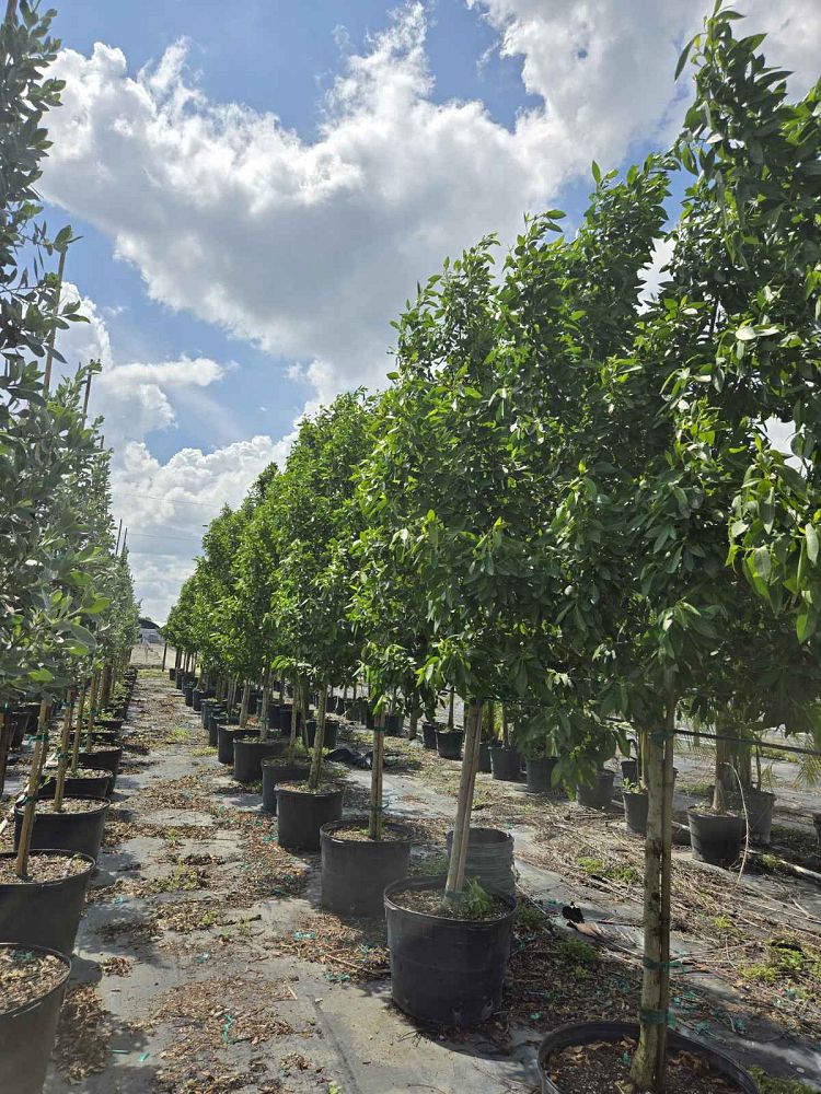 conocarpus-erectus-green-buttonwood