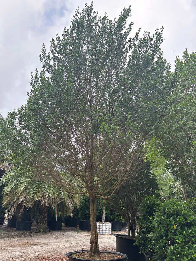 conocarpus-erectus-green-buttonwood