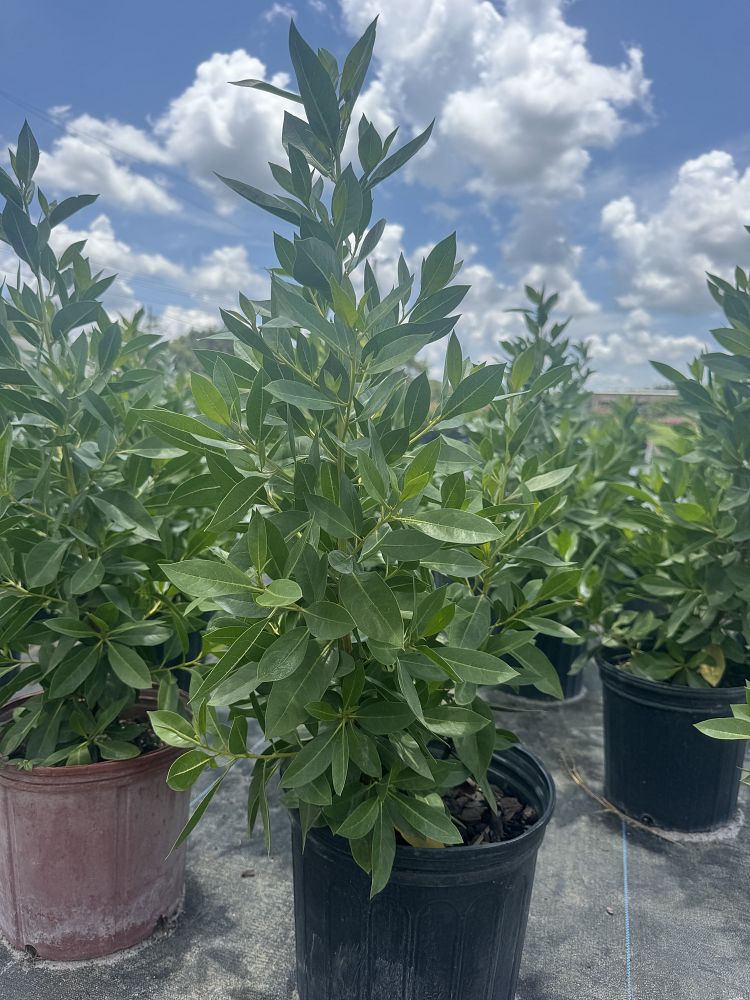 conocarpus-erectus-green-buttonwood