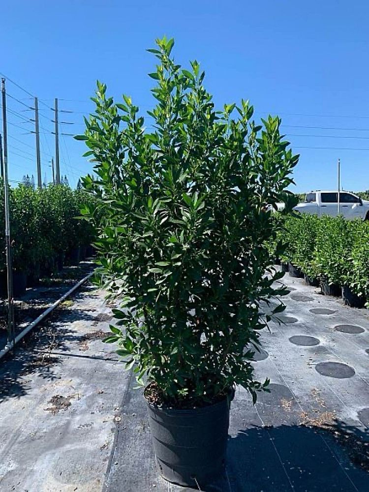 conocarpus-erectus-green-buttonwood