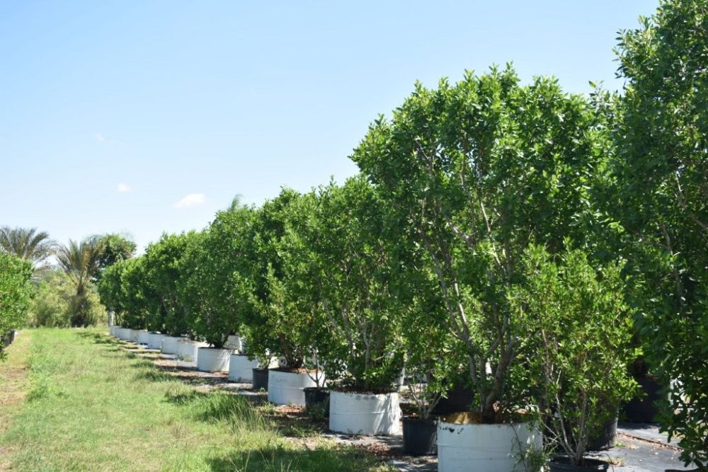 conocarpus-erectus-green-buttonwood