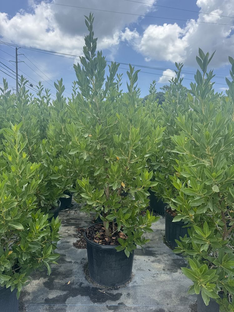 conocarpus-erectus-green-buttonwood