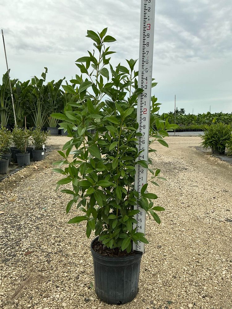 conocarpus-erectus-green-buttonwood