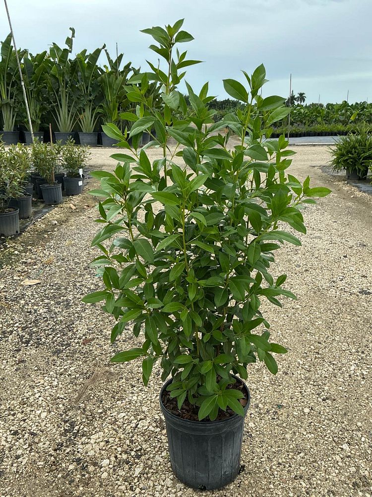 conocarpus-erectus-green-buttonwood