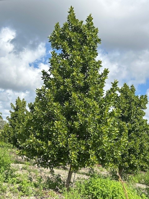 conocarpus-erectus-green-buttonwood