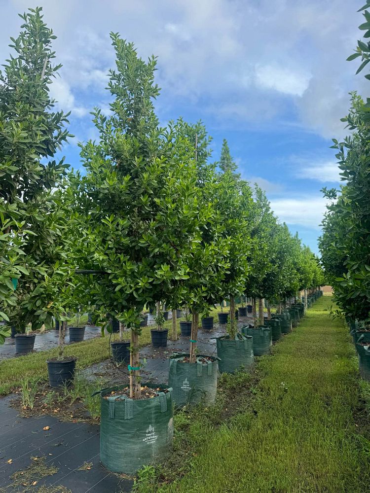 conocarpus-erectus-green-buttonwood