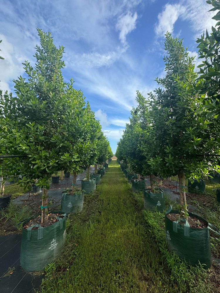 conocarpus-erectus-green-buttonwood