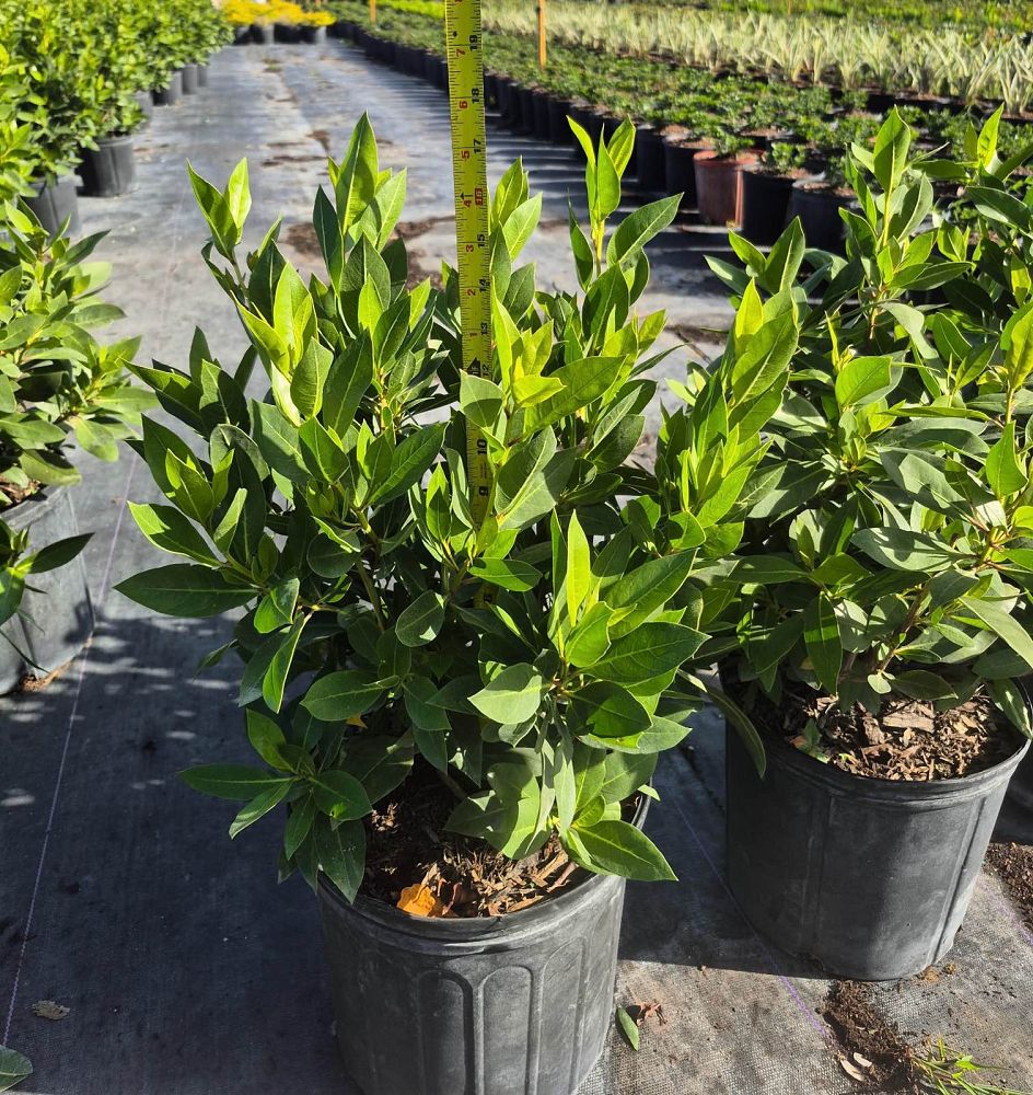 conocarpus-erectus-green-buttonwood