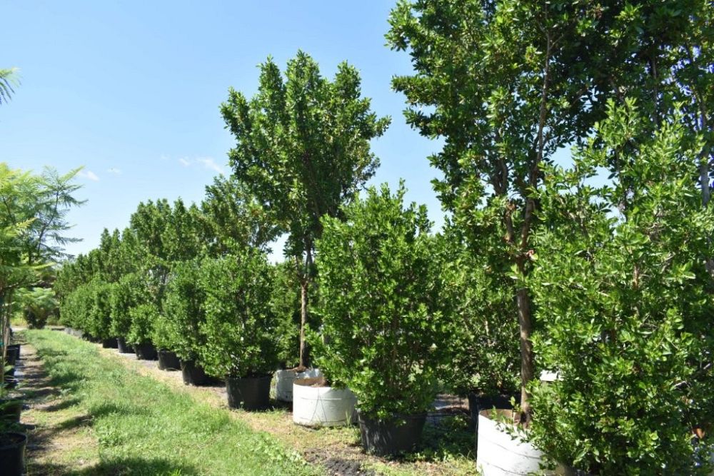 conocarpus-erectus-green-buttonwood