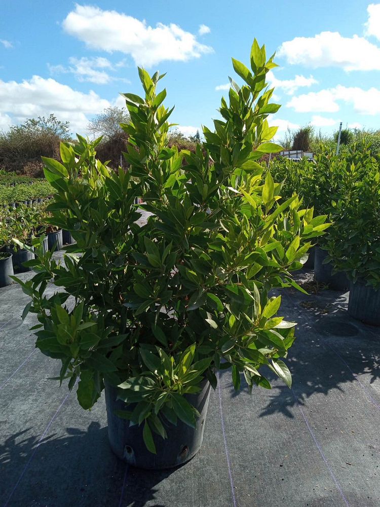 conocarpus-erectus-green-buttonwood