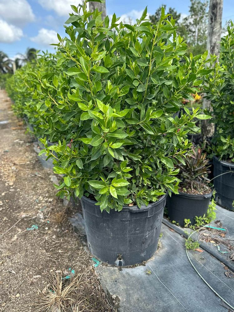 conocarpus-erectus-green-buttonwood