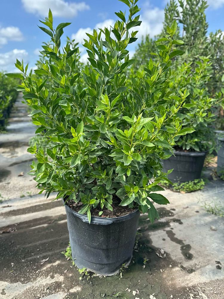 conocarpus-erectus-green-buttonwood