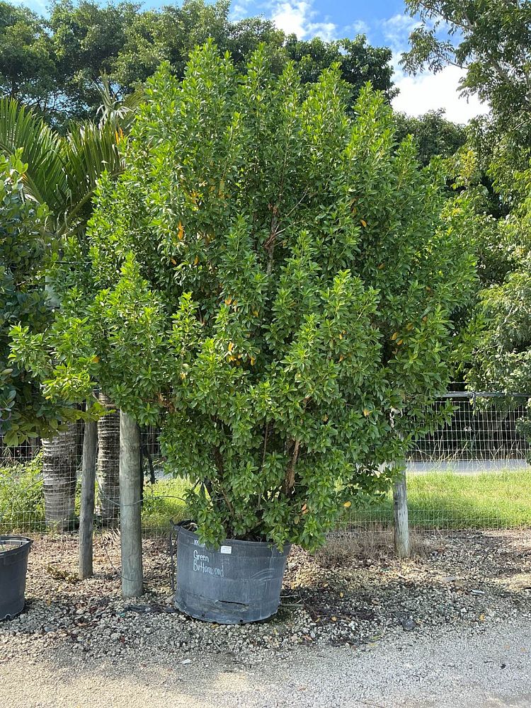 conocarpus-erectus-green-buttonwood