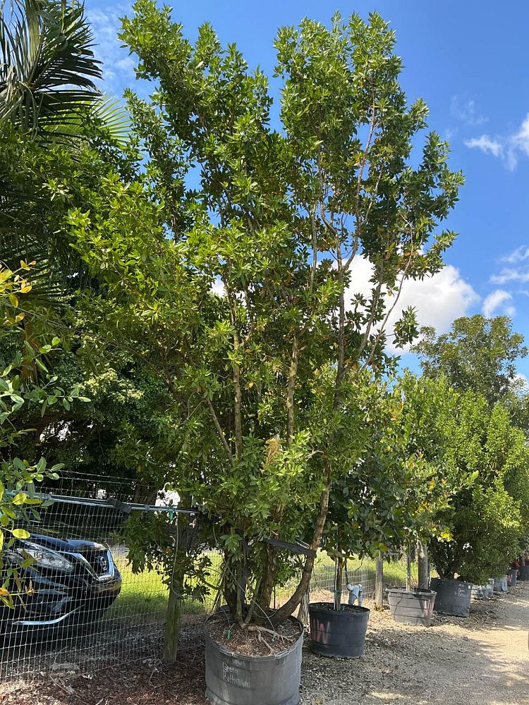 conocarpus-erectus-green-buttonwood