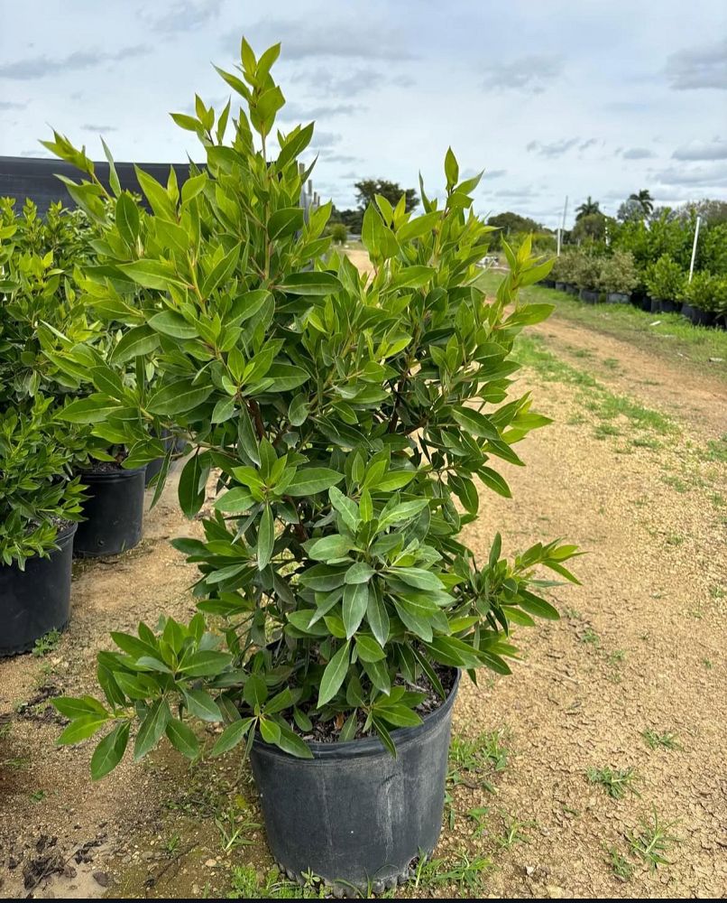 conocarpus-erectus-green-buttonwood