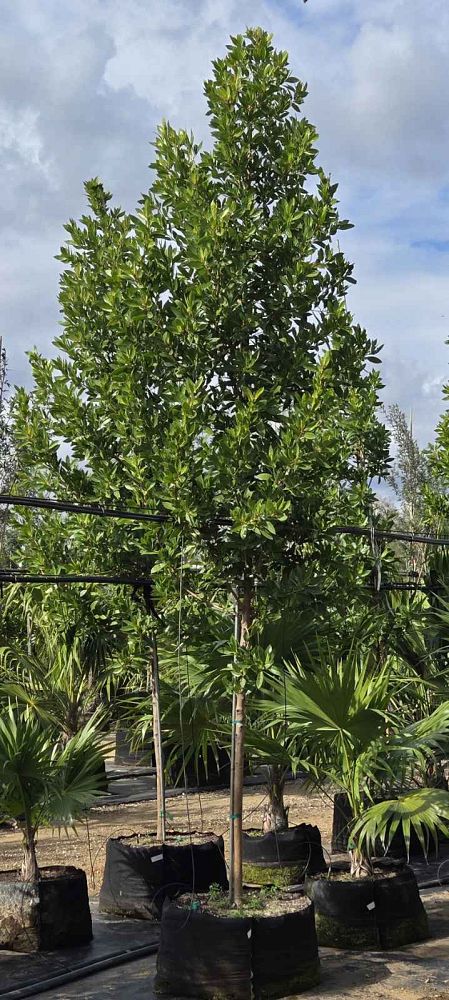 conocarpus-erectus-green-buttonwood