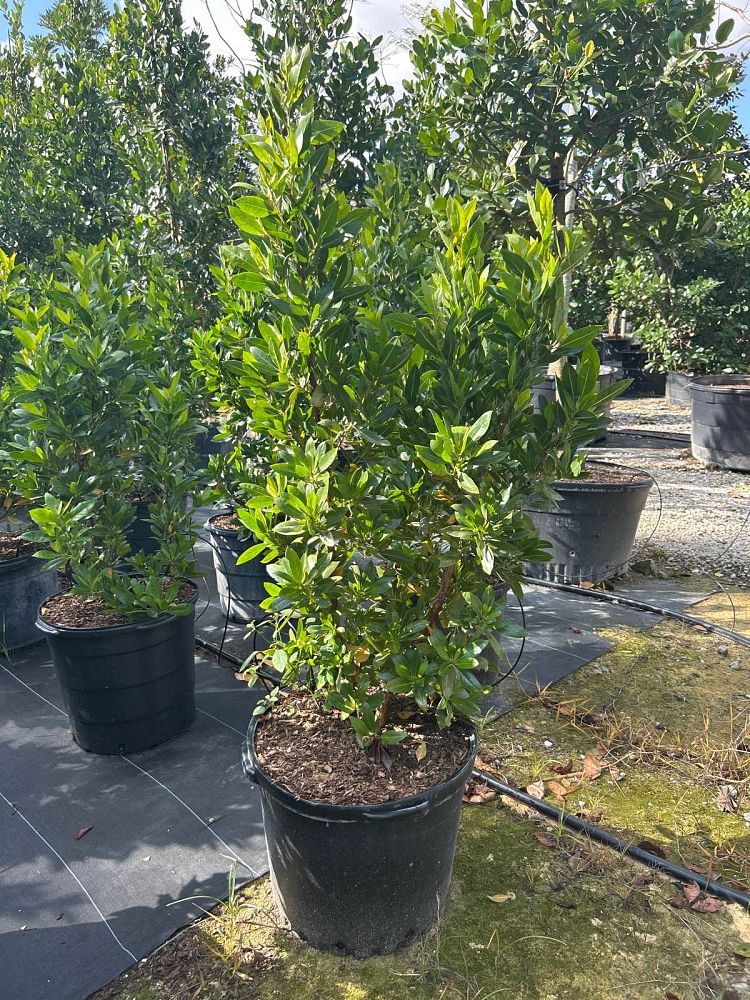 conocarpus-erectus-green-buttonwood