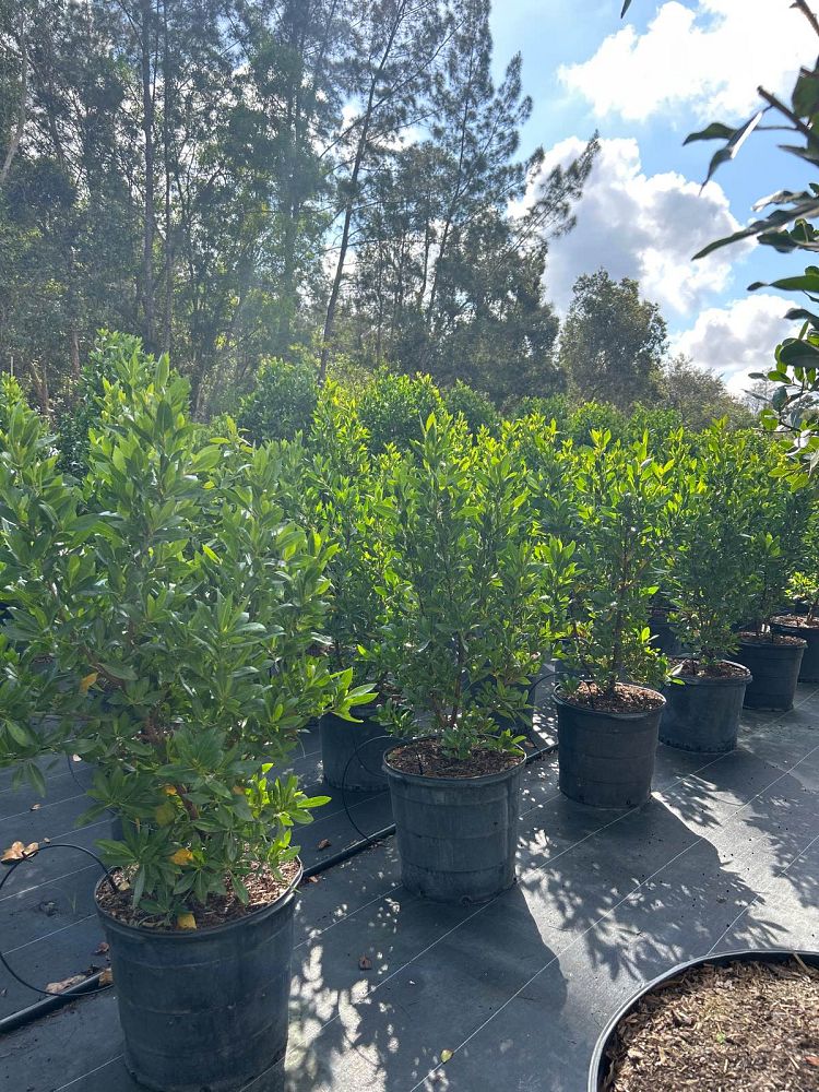 conocarpus-erectus-green-buttonwood