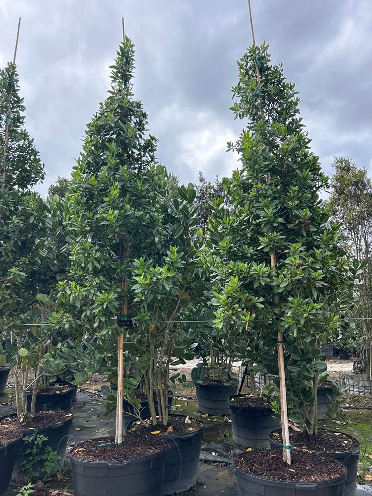 conocarpus-erectus-green-buttonwood