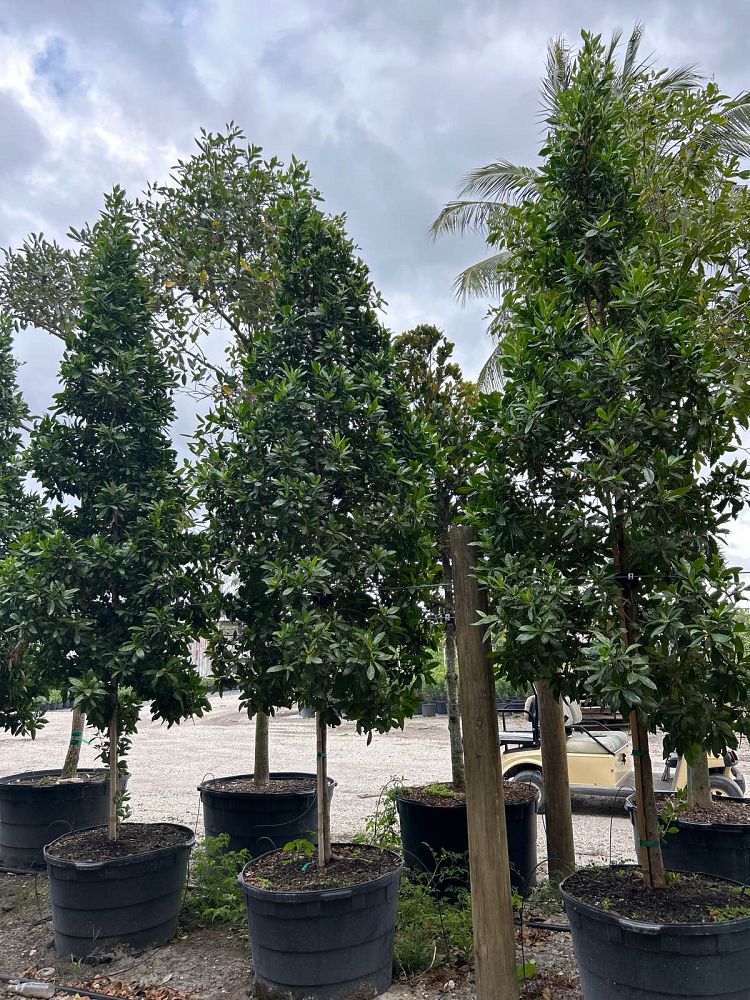 conocarpus-erectus-green-buttonwood