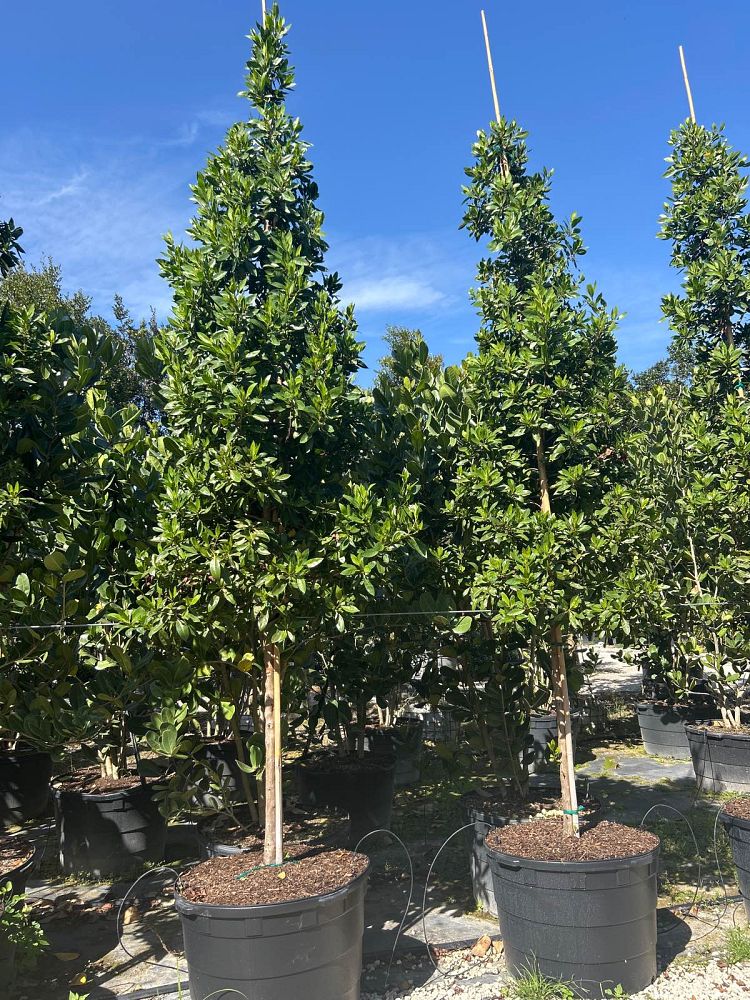 conocarpus-erectus-green-buttonwood