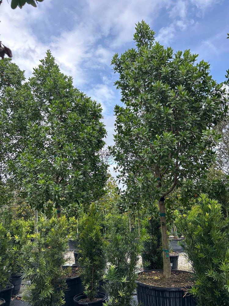conocarpus-erectus-green-buttonwood