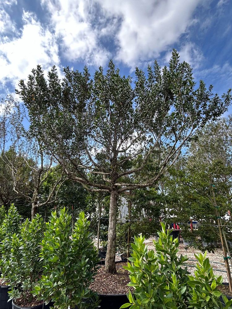 conocarpus-erectus-green-buttonwood