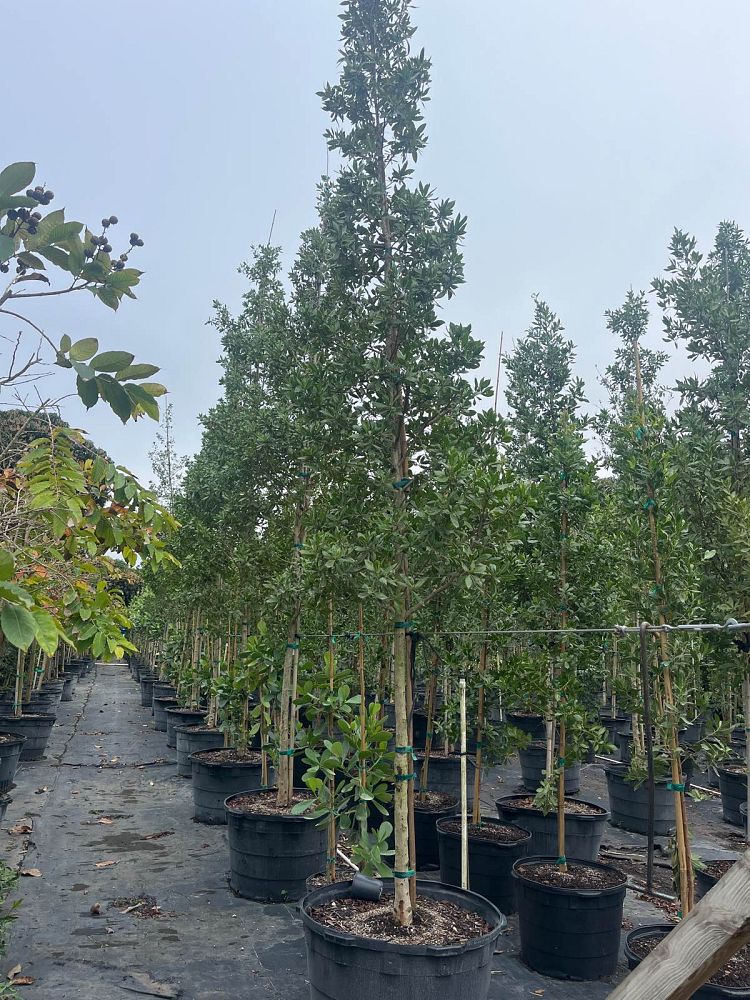 conocarpus-erectus-green-buttonwood