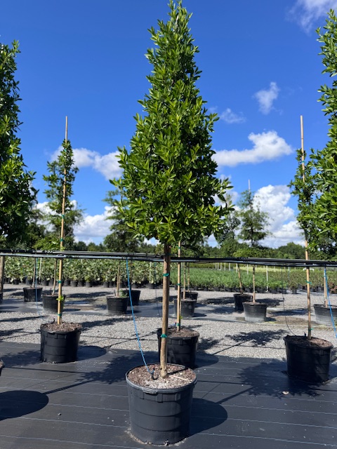 conocarpus-erectus-green-buttonwood