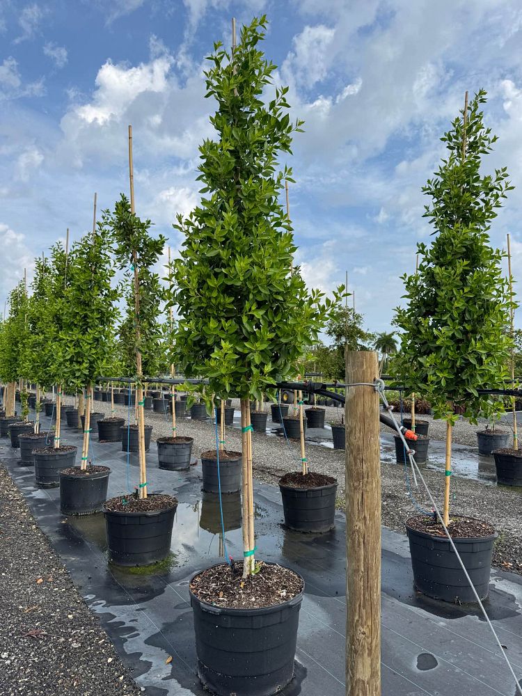 conocarpus-erectus-green-buttonwood