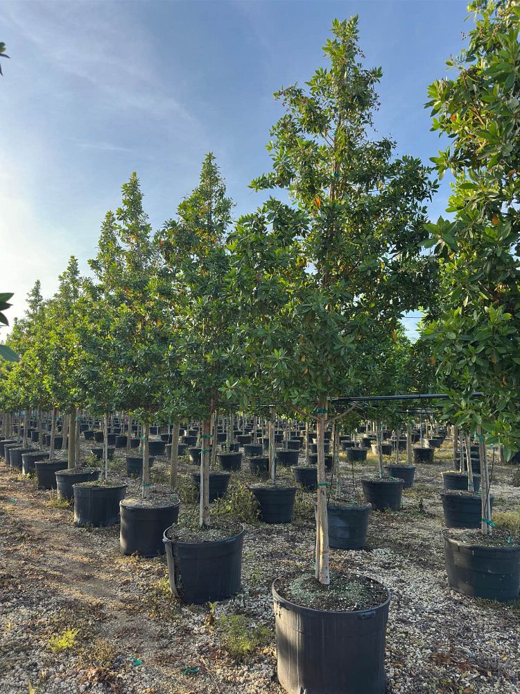 conocarpus-erectus-green-buttonwood